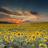 Sunflower sunset by Jeb Buchman -  