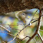 Myrtle Yellow-rumped Warbler (Butterbutt)