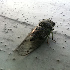 Cicada