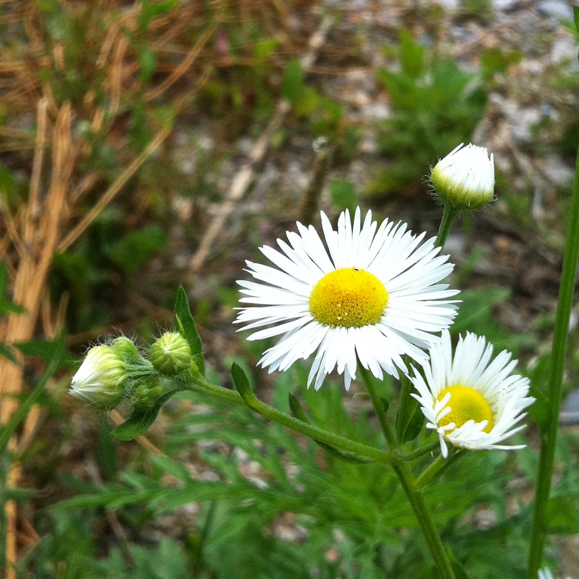 Fleabane