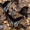 Spicebush Swallowtails