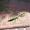 praying mantis