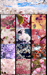 How to install Cherry Blossom Wallpapers 1.0 unlimited apk for pc