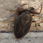 Giant Water Bug