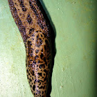Babosa leopardo (leopard slug)