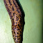 Babosa leopardo (leopard slug)