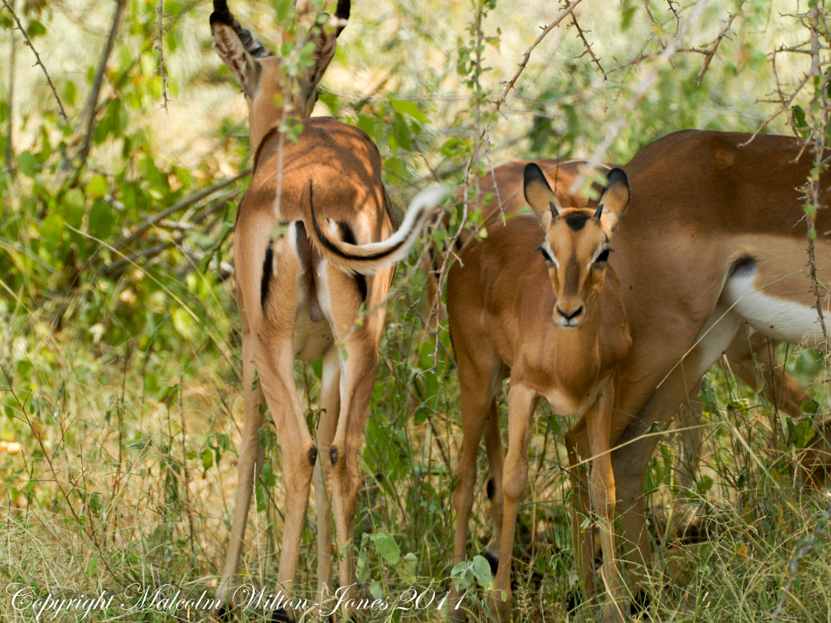 Impala