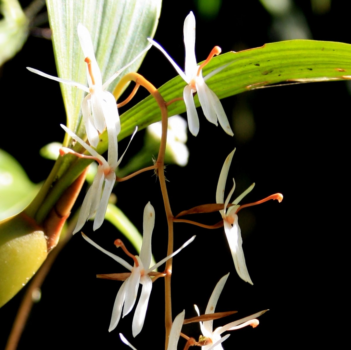 Orchid - The Dark-Brown Otochilus