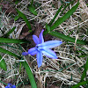Siberian squill, Wood squill