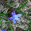 Siberian squill, Wood squill