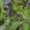 Large Carpenter Bee