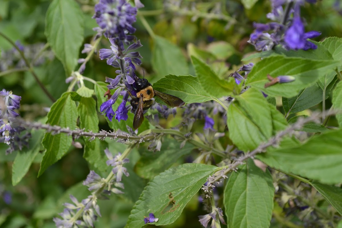 Large Carpenter Bee