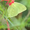 Cloudless Sulphur Butterfly (male)