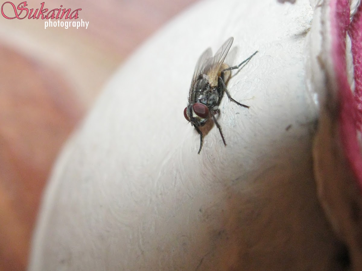 Housefly