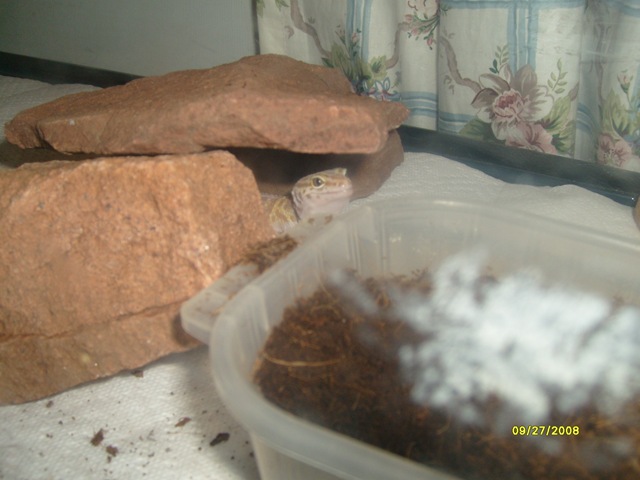[Gecko4[2].jpg]