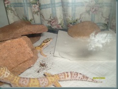 Gecko no2