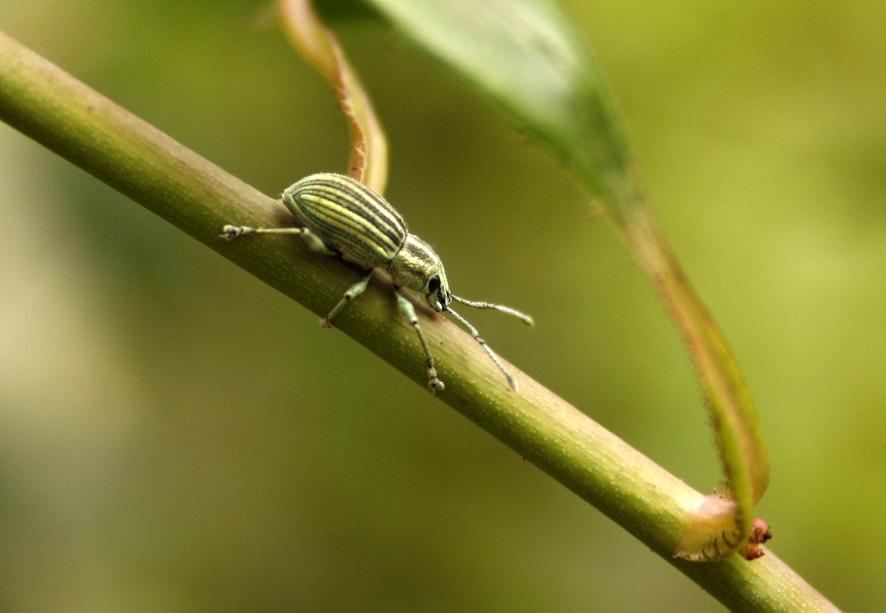 Pale Green Weevil