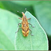 Lixus Snout Beetle