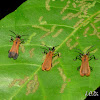 Net-winged Beetles