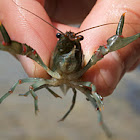 Crayfish