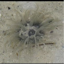 sea anemone