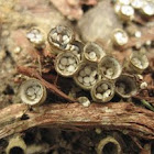 Bird's Nest Mushrooms
