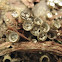 Bird's Nest Mushrooms