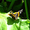 red admiral