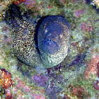 Yellow-edged Moray eel