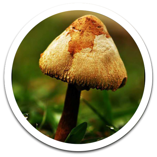 Mushroom Umbrella Photos LWP 個人化 App LOGO-APP開箱王