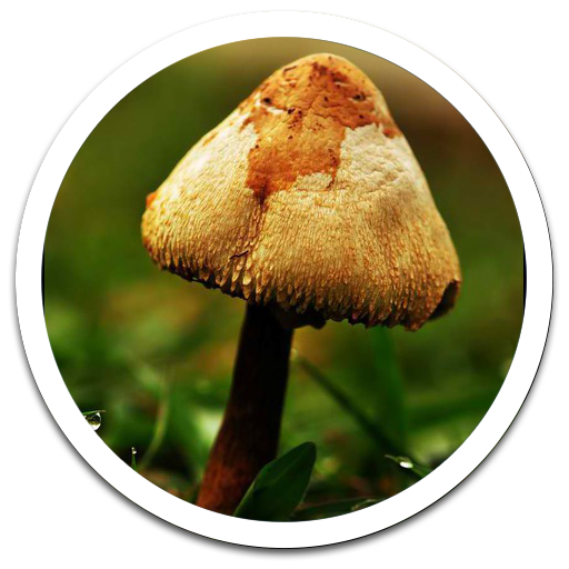 Mushroom Umbrella Photos LWP LOGO-APP點子