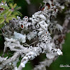 Lichen Physcia stellaris