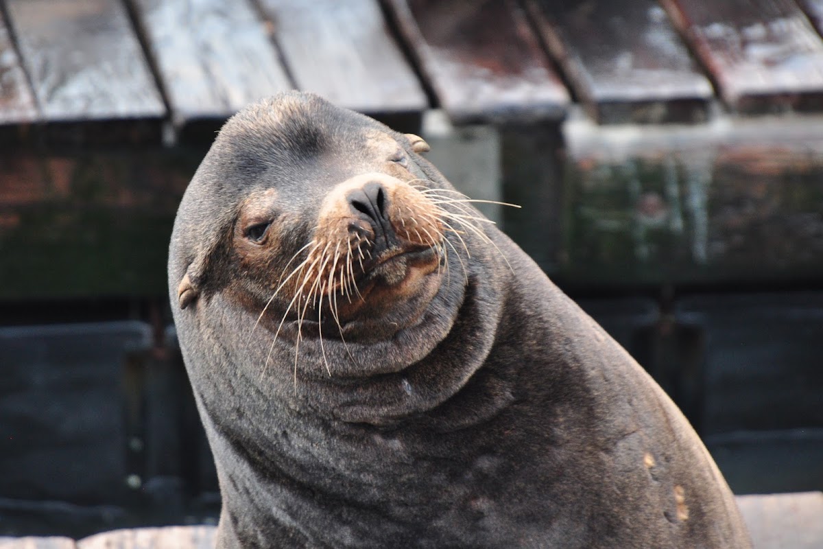 California Sea Lion