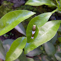 Lime swallowtail