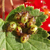 Bilberry shield bug
