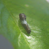 Eastern Tiger Swallowtail caterpillar, early instar