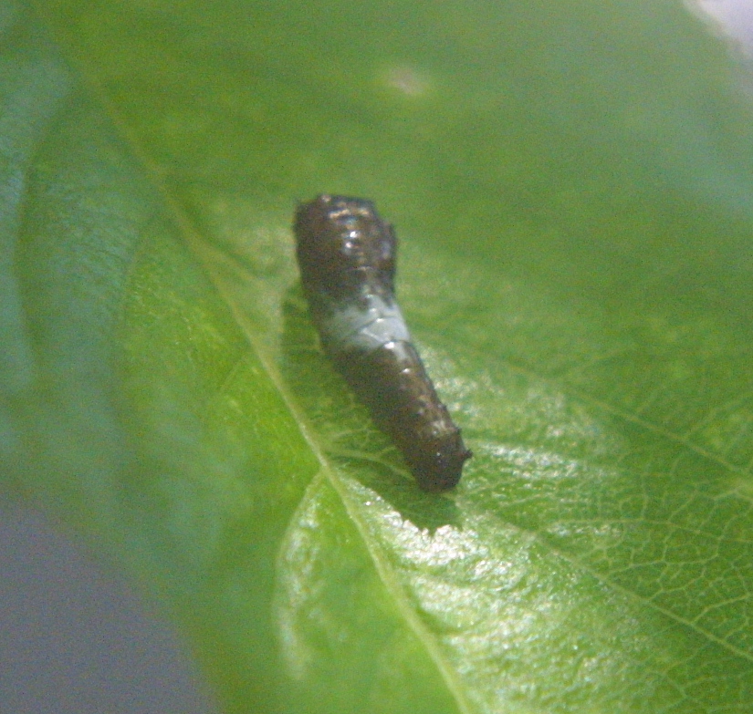 Eastern Tiger Swallowtail caterpillar, early instar