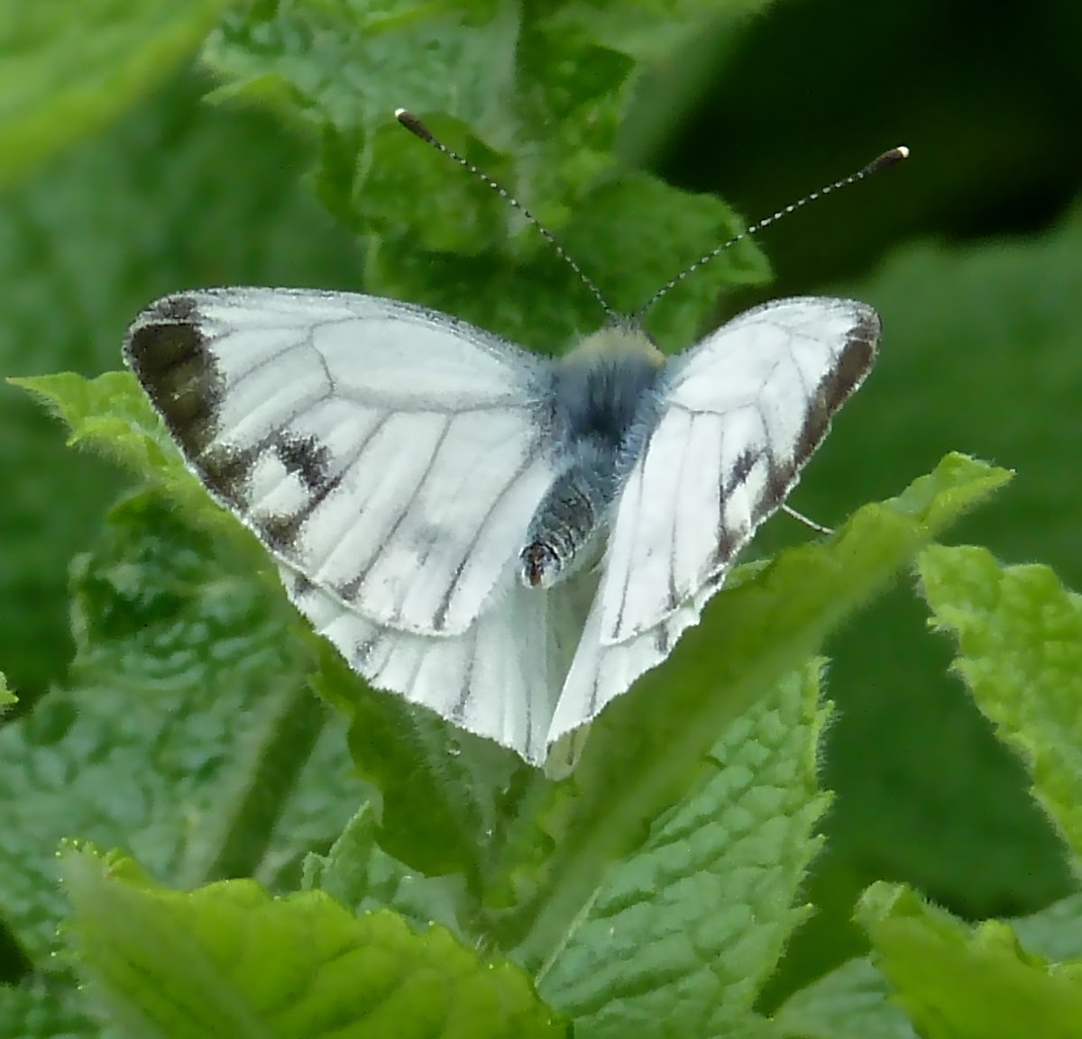 Green-veined White (female)