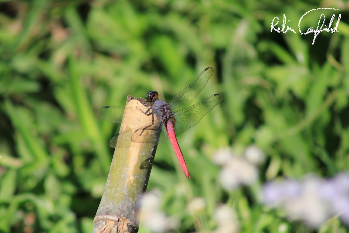 uncertain dragonfly