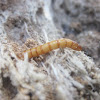 Click Beetle Larvae