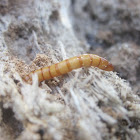 Click Beetle Larvae