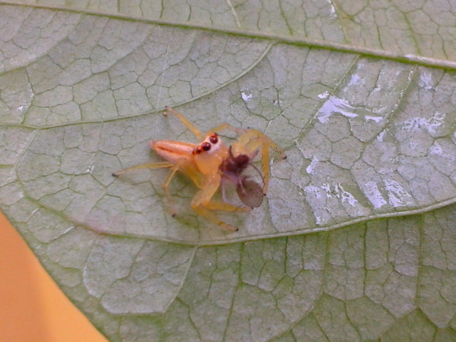 Two Striped Jumping Spider (Female) with a mothmidge