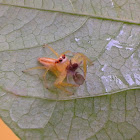 Two Striped Jumping Spider (Female) with a mothmidge