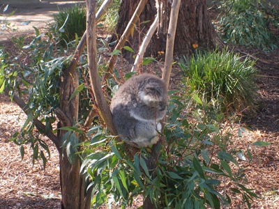Yarra Valley 007