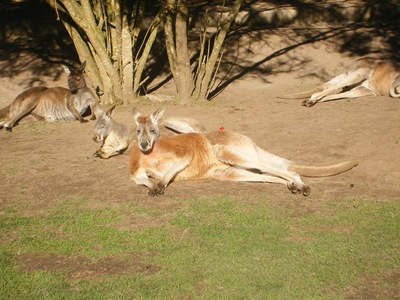 Yarra Valley 017