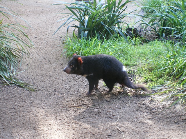 [Yarra Valley 030[4].jpg]