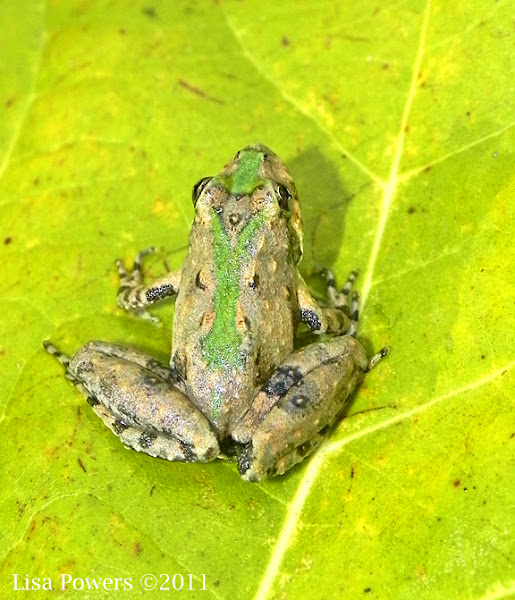 Northern Cricket Frog | Project Noah