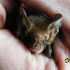 Lesser Long-eared Bat