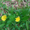 Asiatic Hawksbeard (Broadleaf Weed)