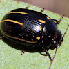 Lined leaf beetle